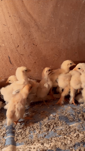 Gà BRAMA. Mua bán Gà tại Quận Gò Vấp Tp Hồ Chí Minh được đăng bởi Trại Gà Kiểng GV hình 1