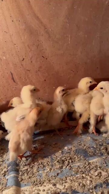 Gà BRAMA. Mua bán Gà tại Quận Gò Vấp Tp Hồ Chí Minh được đăng bởi Trại Gà Kiểng GV hình 1