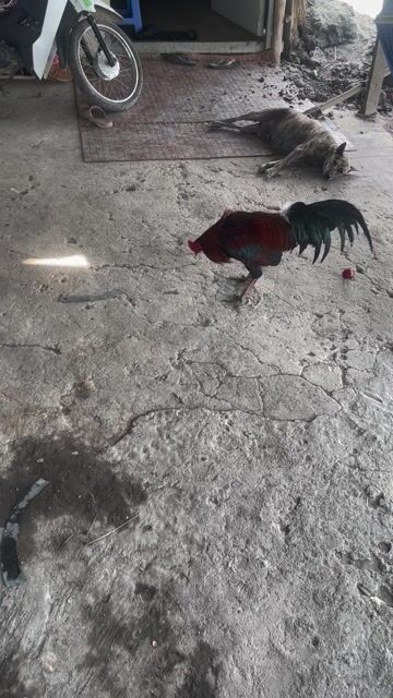 bướm. Mua bán Gà tại Thành phố Thủ Đức Tp Hồ Chí Minh được đăng bởi nn hình 1