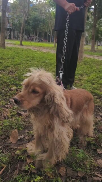 Chó Cocker Spaniel đực trưởng thành. Mua bán Chó tại Thành phố Bắc Ninh Bắc Ninh được đăng bởi Vũ Anh Tuấn hình 1