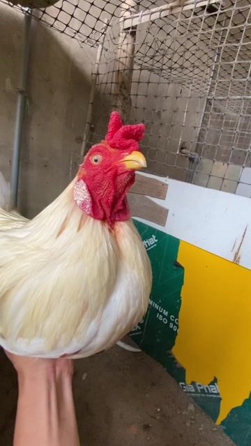 Gà Trắng Đực. Mua bán Gà tại Huyện Thới Lai Cần Thơ được đăng bởi GàĐáCầnThơ hình 1