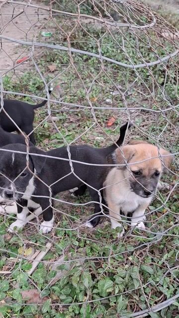 bán chó con. Mua bán Chó tại Huyện Dương Minh Châu Tây Ninh được đăng bởi Pham Hau hình 1