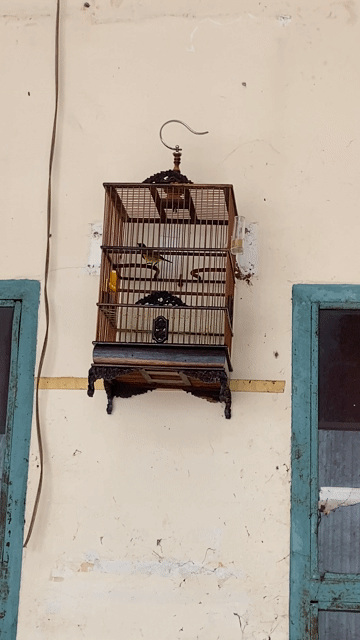 Lồng chim tre màu nâu đã sử dụng. Mua bán Chim tại Quận 7 Tp Hồ Chí Minh được đăng bởi Thanh Danh hình 1
