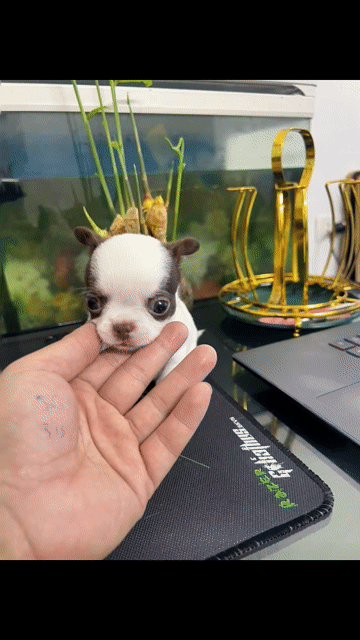 Chihuahua đẹp, đã tiêm phòng đầy đủ. Mua bán Chó tại Huyện Đông Anh Hà Nội được đăng bởi Nguyen hung hình 1