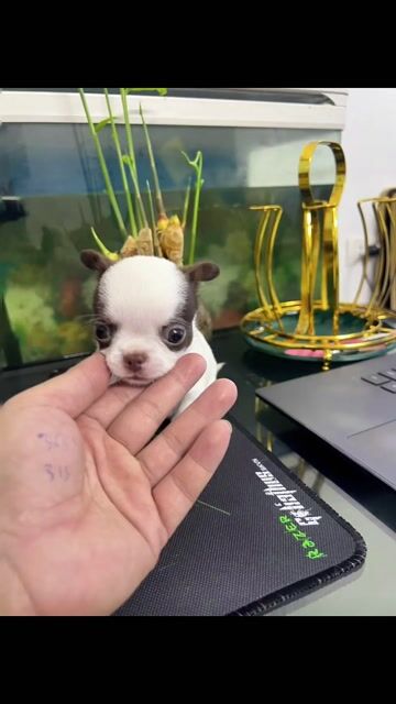 Chihuahua đẹp, đã tiêm phòng đầy đủ. Mua bán Chó tại Huyện Đông Anh Hà Nội được đăng bởi Nguyen hung hình 1