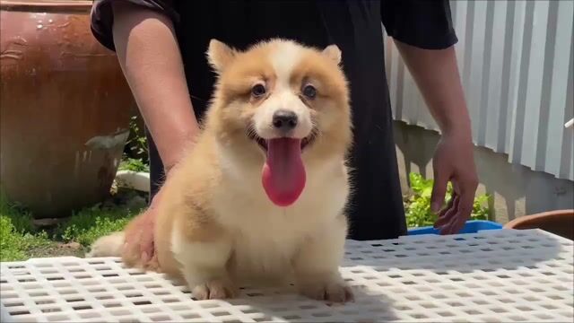 Chó Corgi đực khỏe mạnh. Mua bán Chó tại Huyện Bình Chánh Tp Hồ Chí Minh được đăng bởi Thức Trần Corgi Thuần Chủng TPHCM hình 1