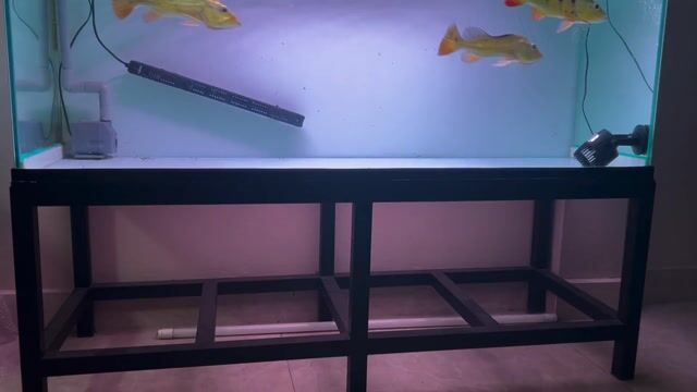 Hồ cá kính 1.4m x 60cm x 50cm mới cứng. Mua bán Phụ kiện, Thức ăn, Dịch vụ tại Quận Thanh Khê Đà Nẵng được đăng bởi Linh hình 1