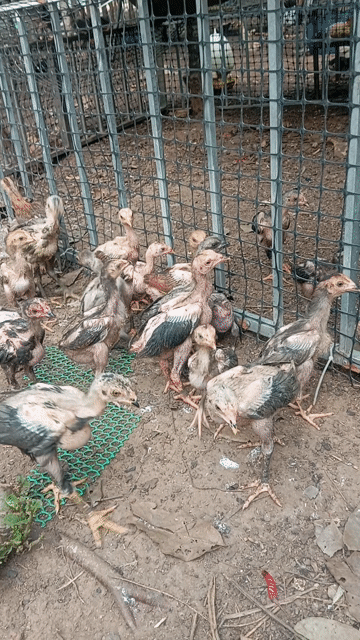 Gà đòn rặc cả hai khỏe mạnh. Mua bán Gà tại Huyện Trảng Bom Đồng Nai được đăng bởi Trần Văn lưu hình 1