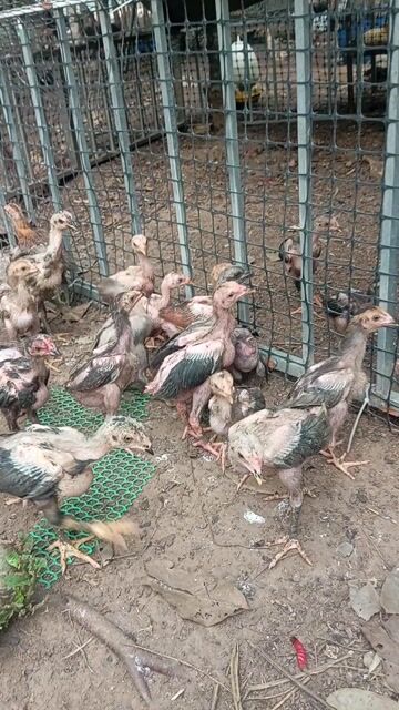 Gà đòn rặc cả hai khỏe mạnh. Mua bán Gà tại Huyện Trảng Bom Đồng Nai được đăng bởi Trần Văn lưu hình 1