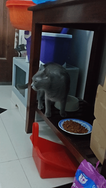 Cần tìm chủ mới cho bé mèo. Mua bán Mèo tại Quận Bình Thạnh Tp Hồ Chí Minh được đăng bởi Anh Thai D hình 1
