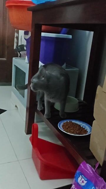 Cần tìm chủ mới cho bé mèo. Mua bán Mèo tại Quận Bình Thạnh Tp Hồ Chí Minh được đăng bởi Anh Thai D hình 1