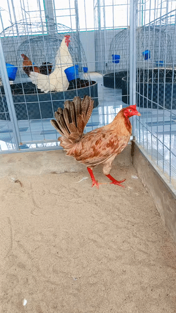 Gà mái Mỹ rặc 2.4kg 11 tháng làm giống. Mua bán Gà tại Thành phố Sóc Trăng Sóc Trăng được đăng bởi Tiền Gà  hình 1