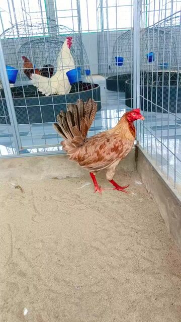 Gà mái Mỹ rặc 2.4kg 11 tháng làm giống. Mua bán Gà tại Thành phố Sóc Trăng Sóc Trăng được đăng bởi Tiền Gà  hình 1