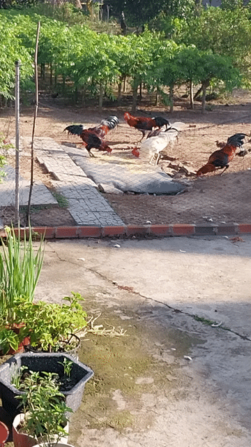 Gà Cao Lãnh trống. Mua bán Gà tại Huyện Trảng Bàng Tây Ninh được đăng bởi Khắc  hình 1