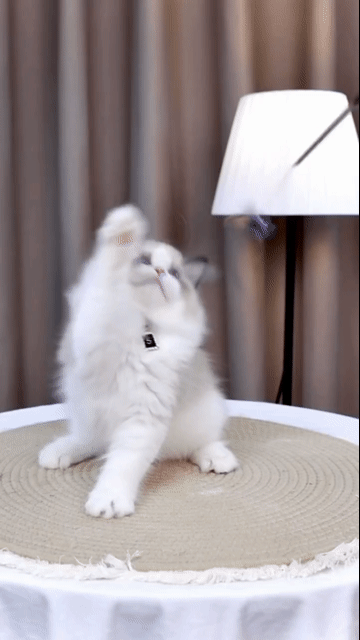 Mèo Ragdoll seal nhập và ssvn siêu xinh vip. Mua bán Mèo tại Thành phố Thủ Đức Tp Hồ Chí Minh được đăng bởi QUYNH THI TITI hình 1