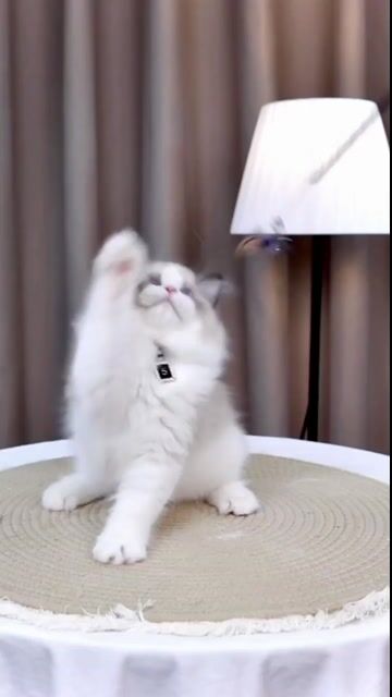Mèo Ragdoll seal nhập và ssvn siêu xinh vip. Mua bán Mèo tại Thành phố Thủ Đức Tp Hồ Chí Minh được đăng bởi QUYNH THI TITI hình 1