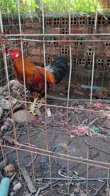 Gà chọi Nâu đỏ 2.6kg. Mua bán Gà tại Thị xã Tân Uyên Bình Dương được đăng bởi Nguyen Toan hình 1