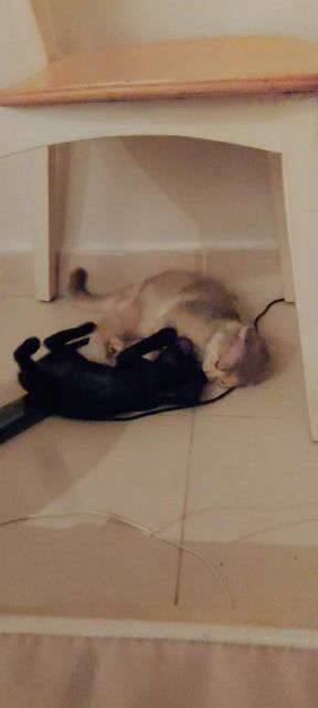 Mèo Anh lông ngắn cái 4 tháng 2 mũi. Mua bán Mèo tại Quận Phú Nhuận Tp Hồ Chí Minh được đăng bởi Khoi hình 1