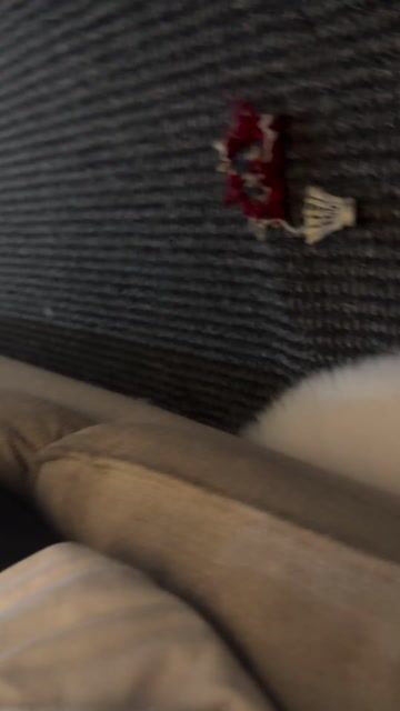 Chó Phốc Sóc Trắng 1 tuổi. Mua bán Chó tại Thành phố Dĩ An Bình Dương được đăng bởi Nguyễn đức huy hình 1