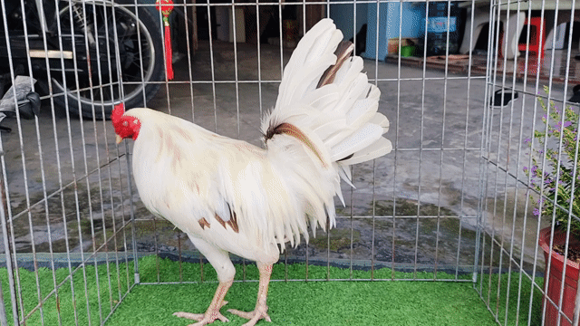 Gà bướm Mỹ F1 1.6kg. Mua bán Gà tại Huyện Củ Chi Tp Hồ Chí Minh được đăng bởi Gà Tre Gà Nòi Gà Cảnh Củ Chi hình 1