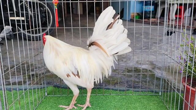 Gà bướm Mỹ F1 1.6kg. Mua bán Gà tại Huyện Củ Chi Tp Hồ Chí Minh được đăng bởi Gà Tre Gà Nòi Gà Cảnh Củ Chi hình 1