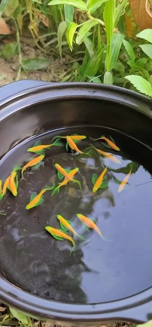 Sọc ngựa cánh tiên cam vây xanh. Mua bán Thú cưng khác tại Huyện Long Hồ Vĩnh Long được đăng bởi Phạm Thuỳ Giang hình 1