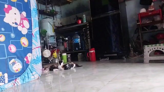 Mèo Anh lông ngắn lai cái 3 tháng. Mua bán Mèo tại Quận 12 Tp Hồ Chí Minh được đăng bởi Iris hình 1