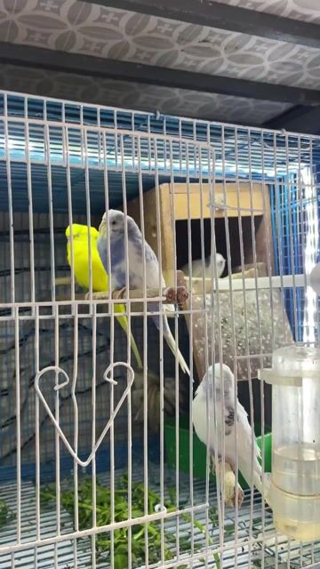 Chim Manh manh nhiều màu. Mua bán Chim tại Quận Thanh Khê Đà Nẵng được đăng bởi LIÊN hình 1