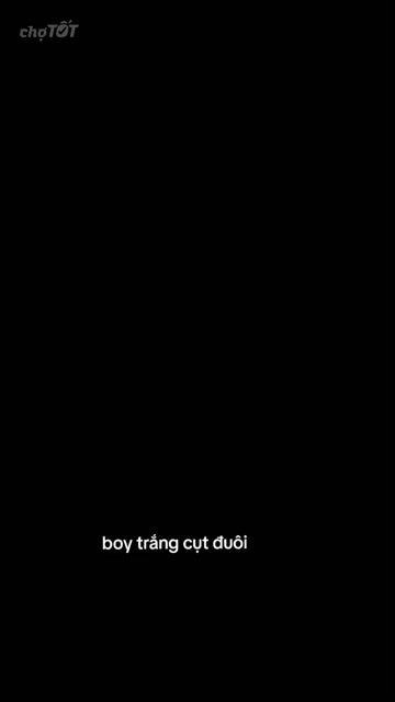 chihuahua đực trắng. Mua bán Chó tại Quận 8 Tp Hồ Chí Minh được đăng bởi Chihuahua nhà ZoZo hình 1