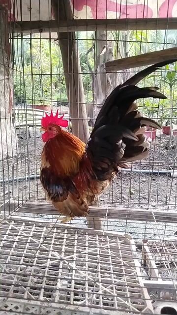 Gà kiểng serama khét đỏ đẹp. Mua bán Gà tại Quận 12 Tp Hồ Chí Minh được đăng bởi Tâm Gà kiểng hình 1