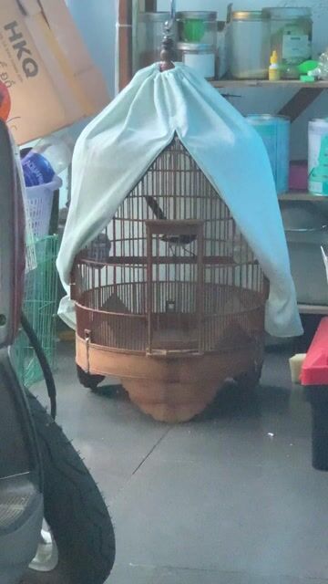 Than bổi tuyển. Mua bán Chim tại Quận 8 Tp Hồ Chí Minh được đăng bởi Tuấn hình 1