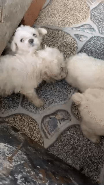 Chó Poodle Trắng Cái Đực. Mua bán Chó tại Huyện Kiến Xương Thái Bình được đăng bởi Trường hình 1