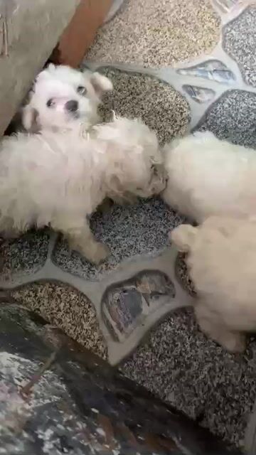 Chó Poodle Trắng Cái Đực. Mua bán Chó tại Huyện Kiến Xương Thái Bình được đăng bởi Trường hình 1
