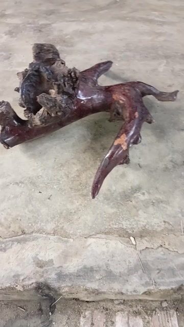 Đồ trang trí Gỗ lũa Nâu bể cá. Mua bán Cây cảnh, đồ trang trí tại Huyện Đam Rông Lâm Đồng được đăng bởi Phuong Le van hình 1