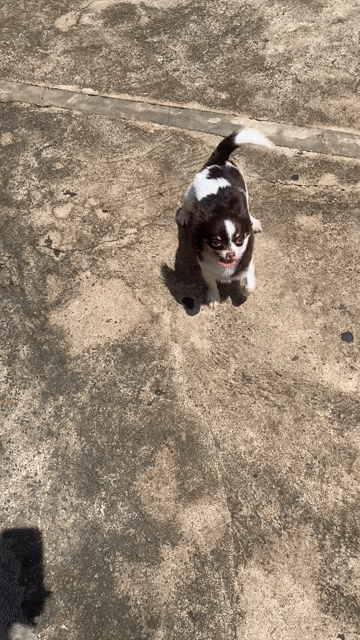 Chó Chihuahua Cái socola bò sữa mini. Mua bán Chó tại Thành phố Long Khánh Đồng Nai được đăng bởi yêu thương hình 1