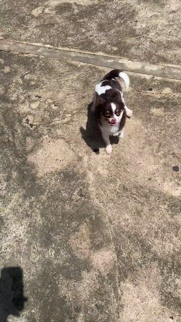 Chó Chihuahua Cái socola bò sữa mini. Mua bán Chó tại Thành phố Long Khánh Đồng Nai được đăng bởi yêu thương hình 1