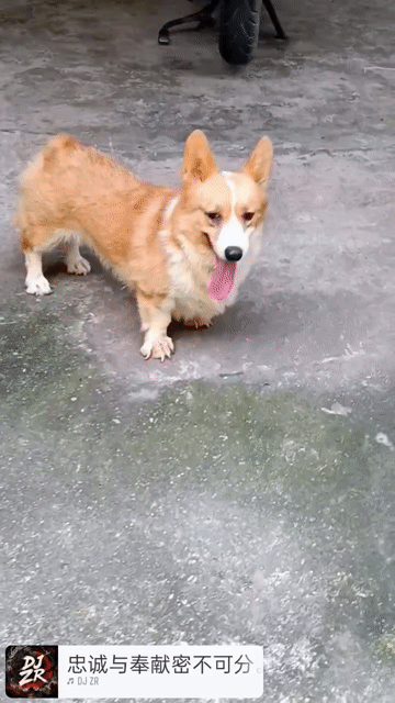 Chó Corgi Cái Vàng trắng. Mua bán Chó tại Thị xã Duy Tiên Hà Nam được đăng bởi Vũ Văn Tính hình 1