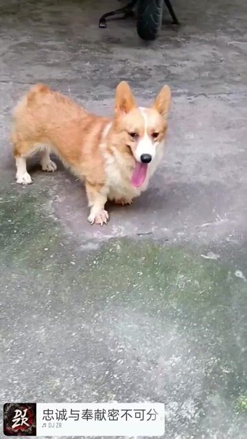 Chó Corgi Cái Vàng trắng. Mua bán Chó tại Thị xã Duy Tiên Hà Nam được đăng bởi Vũ Văn Tính hình 1