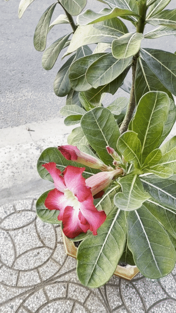 Cây cảnh Hoa sứ Thái Đỏ hồng. Mua bán Cây cảnh, đồ trang trí tại Quận Ninh Kiều Cần Thơ được đăng bởi ĐTDĐ HỒNG ĐĂNG hình 1