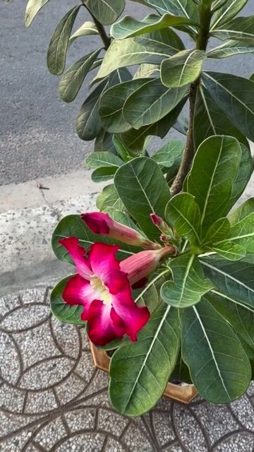 Cây cảnh Hoa sứ Thái Đỏ hồng. Mua bán Cây cảnh, đồ trang trí tại Quận Ninh Kiều Cần Thơ được đăng bởi ĐTDĐ HỒNG ĐĂNG hình 1