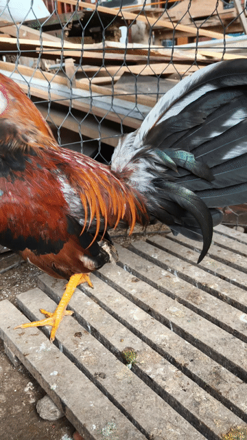siu mỹ trang 1k3 tơ rin 7 tháng . Mua bán Gà tại Thành phố Thủ Dầu Một Bình Dương được đăng bởi Thanh Tiền hình 1