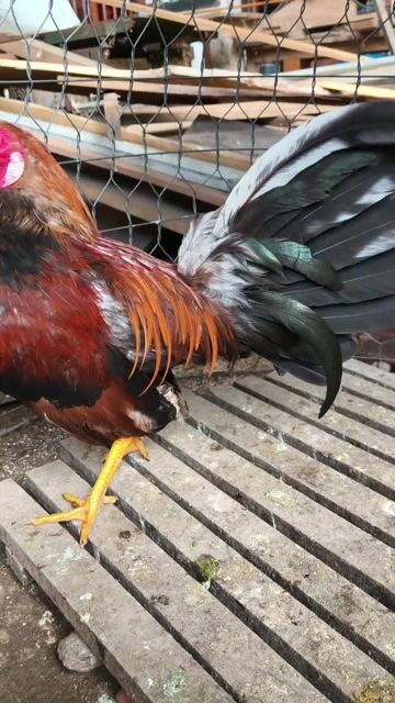 siu mỹ trang 1k3 tơ rin 7 tháng . Mua bán Gà tại Thành phố Thủ Dầu Một Bình Dương được đăng bởi Thanh Tiền hình 1