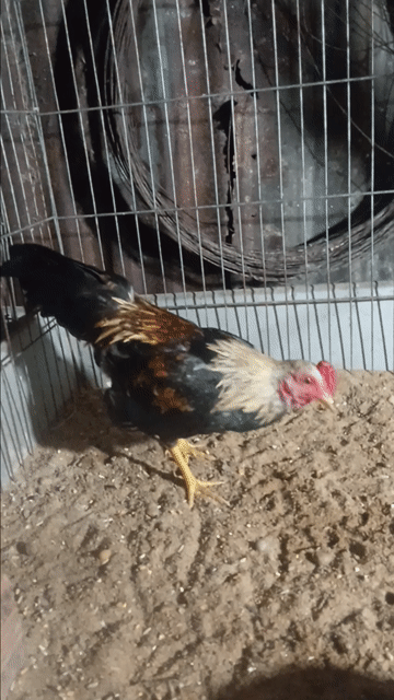 Gà Tre Bắc chuối trống. Mua bán Gà tại Huyện Châu Thành Bến Tre được đăng bởi Hoàng Hải hình 1