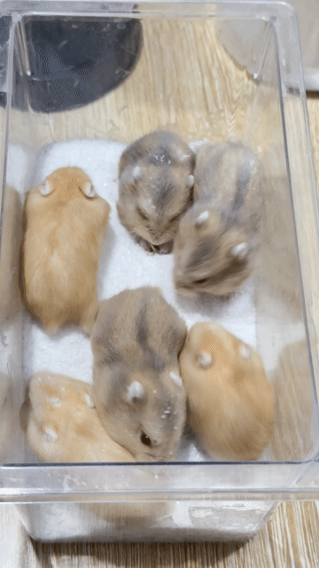 Chuột Hamster ww Vàng chanh, Trà sữa. Mua bán Thú cưng khác tại Quận Long Biên Hà Nội được đăng bởi ViVi An hình 1