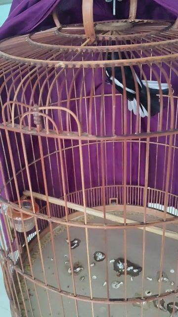 Chim than tuyển vip to xòe. Mua bán Chim tại Huyện Bình Chánh Tp Hồ Chí Minh được đăng bởi thiện chim than hình 1