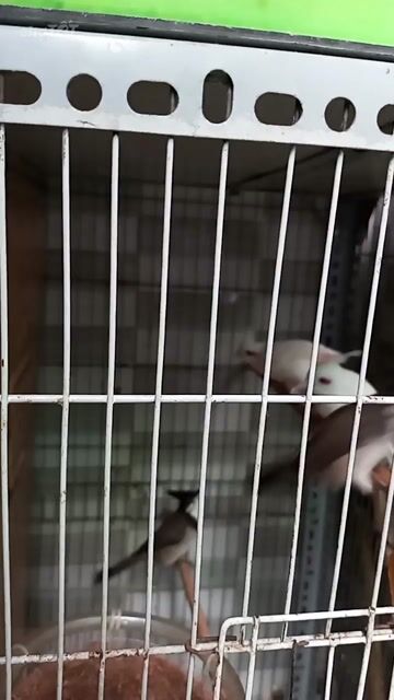2 Mái bạch 2 trống gen bạch đến tuổi ss ktl . Mua bán Chim tại Quận 12 Tp Hồ Chí Minh được đăng bởi  Minh ánh  hình 1