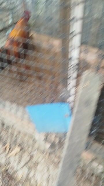 Gà chọi trống 14 tháng. Mua bán Gà tại Huyện Gò Công Tây Tiền Giang được đăng bởi Nam trân hình 1