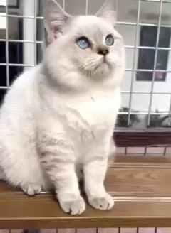 hyma đực 8 tháng quấn người dễ thương. Mua bán Mèo tại Quận Thanh Xuân Hà Nội được đăng bởi Ha hình 1