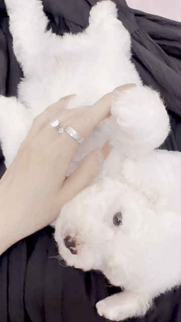 Chó Poodle đực màu Trắng, Kem thân thiện. Mua bán Chó tại Quận Ba Đình Hà Nội được đăng bởi Khánh Linh hình 1