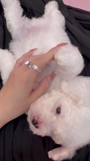 Chó Poodle đực màu Trắng, Kem thân thiện. Mua bán Chó tại Quận Ba Đình Hà Nội được đăng bởi Khánh Linh hình 1